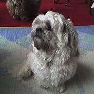 Shih tzu LUI