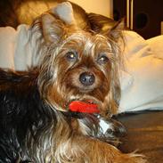 Australian silky terrier Bine ( Død 7 Nov. 2008)