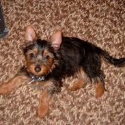 Australian silky terrier Bine ( Død 7 Nov. 2008)