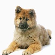 Eurasier Ankerstjernes Bavaro-Kenz