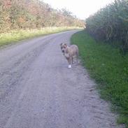 Amerikansk staffordshire terrier Ozzy