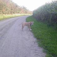 Amerikansk staffordshire terrier Ozzy