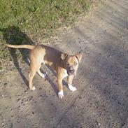 Amerikansk staffordshire terrier Ozzy