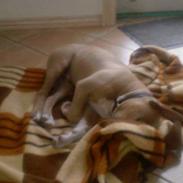 Amerikansk staffordshire terrier Ozzy