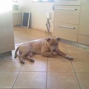 Amerikansk staffordshire terrier Ozzy