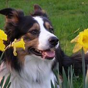 Border collie EFI