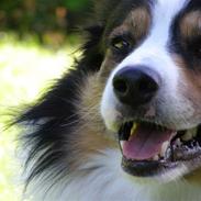 Border collie EFI