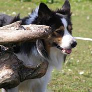 Border collie EFI