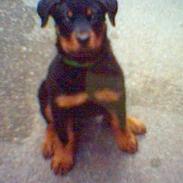 Rottweiler molly