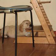 Golden retriever Kato