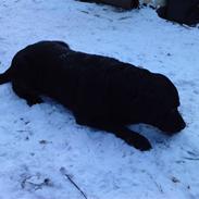 Labrador retriever bølle