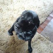 Labrador retriever bølle