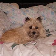 Cairn terrier Daisy