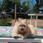 Cairn terrier Daisy