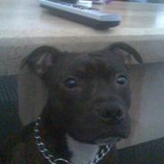 Staffordshire bull terrier kenzo. R.I.P