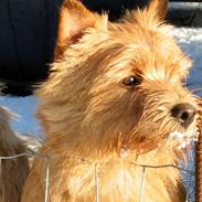 Norwich terrier Mille