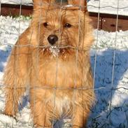 Norwich terrier Mille