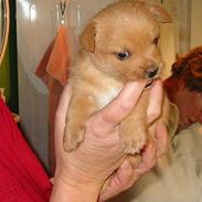 Norwich terrier Mille