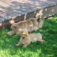 Norwich terrier Mille