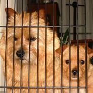 Norwich terrier Mille