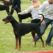 Dobermann Black BallerinaBelladonna