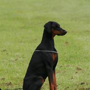 Dobermann Black BallerinaBelladonna