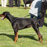 Dobermann Black BallerinaBelladonna