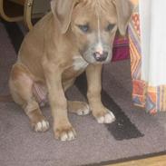 Blanding af racer Malou