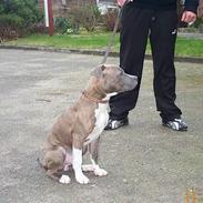 Amerikansk staffordshire terrier armani