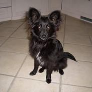 Blanding af racer Nikki