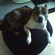 Amerikansk staffordshire terrier TYSON