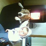 Amerikansk staffordshire terrier TYSON