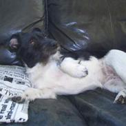 Jack russell terrier Freja