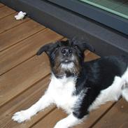 Jack russell terrier Freja