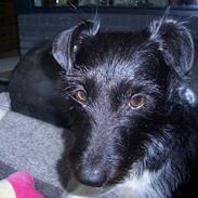 Jack russell terrier Freja