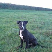 Amerikansk staffordshire terrier One King To Rule Them All