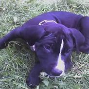 Amerikansk staffordshire terrier One King To Rule Them All