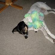 Dansk svensk gaardhund Frida