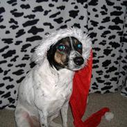 Dansk svensk gaardhund Frida