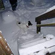 Dansk svensk gaardhund Frida