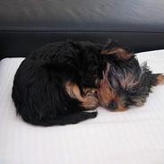 Yorkshire terrier <3 Coco <3