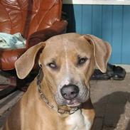 Blanding af racer Malou