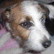 Jack russell terrier cleo *R.I.P søde*