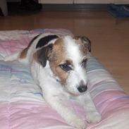 Jack russell terrier cleo *R.I.P søde*