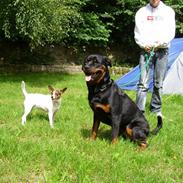 Rottweiler Troja