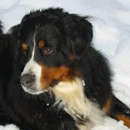 Berner sennenhund Ciang