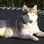 Siberian husky ziemaboras americanbeauty himmel hund