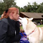 Siberian husky ziemaboras americanbeauty himmel hund