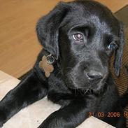 Blanding af racer Basse