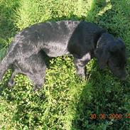 Blanding af racer Basse